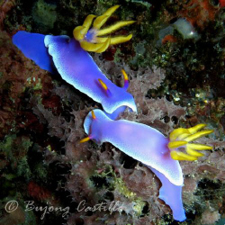 Nudibranch cheek to cheek - Taken at Kirby's Rock dive si... by Arthur Castillo 